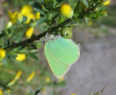 Callophrys rubi