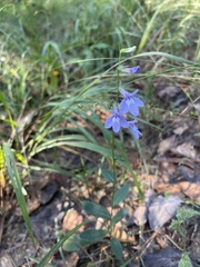 Lobelia amoena