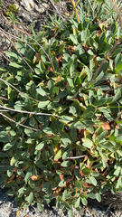 Limonium ramosissimum