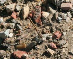 Brachythemis impartita