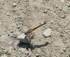 Brachythemis impartita