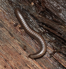 Ommatoiulus moreleti