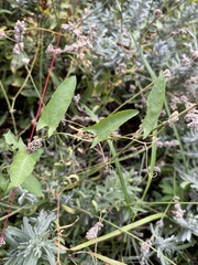 Magnoliopsida