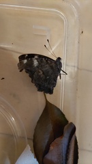 Kaniska canace