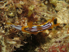 Hypselodoris regina