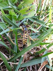 Vespula germanica