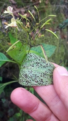 Puccinia komarovii