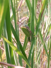 Mantis religiosa