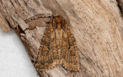 Hypoperigea tonsa