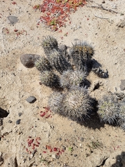 Copiapoa coquimbana