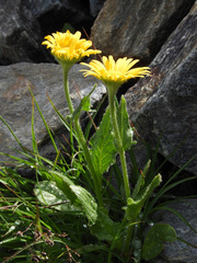 Doronicum clusii