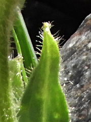 Doronicum clusii
