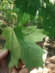 Acer nigrum