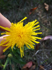 Sonchus arvensis