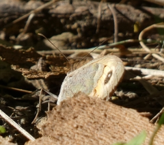 Satyrinae