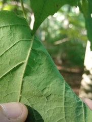 Acer nigrum