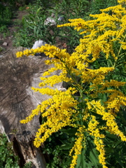 Solidago canadensis