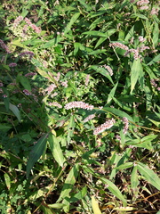 Persicaria pensylvanica