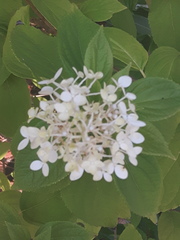 Hydrangea paniculata