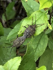 Poecilometis strigatus