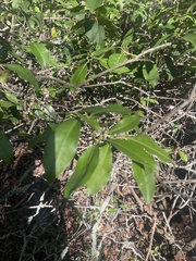 Kalmia latifolia