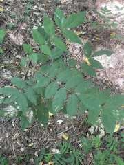 Wisteria sinensis