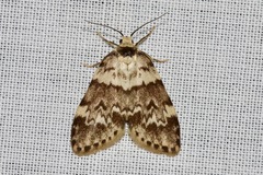 Scaphidriotis xylogramma