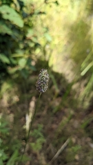 Phleum