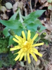 Hieracium sabaudum
