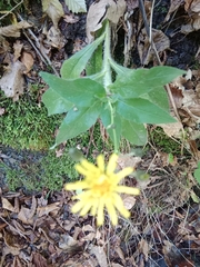 Hieracium sabaudum