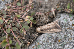 Sesamia nigropunctata