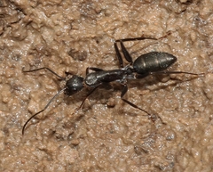 Camponotus