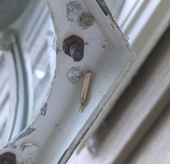 Agriphila vulgivagellus