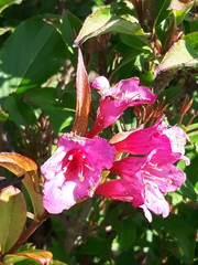 Weigela florida