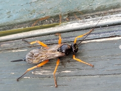 Pimpla rufipes