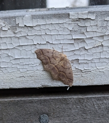 Lambdina fiscellaria