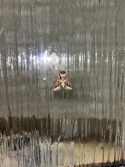 Allophyes oxyacanthae