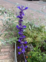 Linaria purpurea