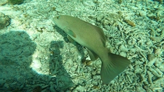 Plectropomus leopardus