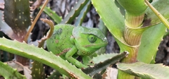 Chamaeleo dilepis
