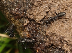 Camponotus