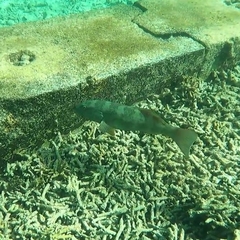 Plectropomus leopardus