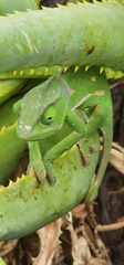 Chamaeleo dilepis