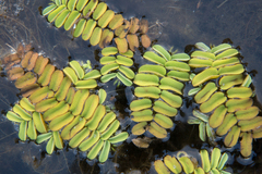 Salvinia natans