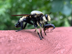 Laphria grossa