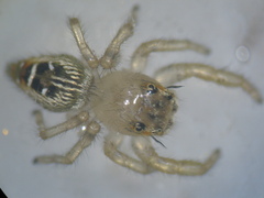 Thyene imperialis