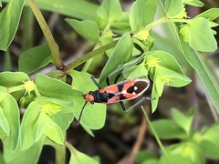 Melanerythrus mactans