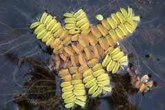 Salvinia natans