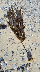 Laminaria digitata