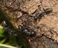 Camponotus